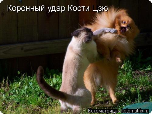 Коронный удар Кости Цзю... Котоматрица: Коронный удар Кости Цзю