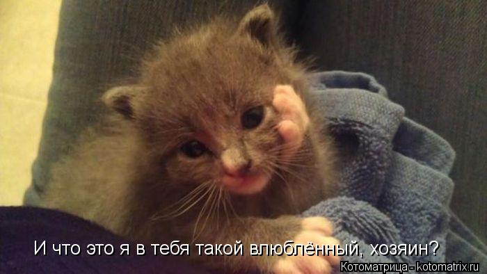 Котоматрица: И что это я в тебя такой влюблённый, хозяин?