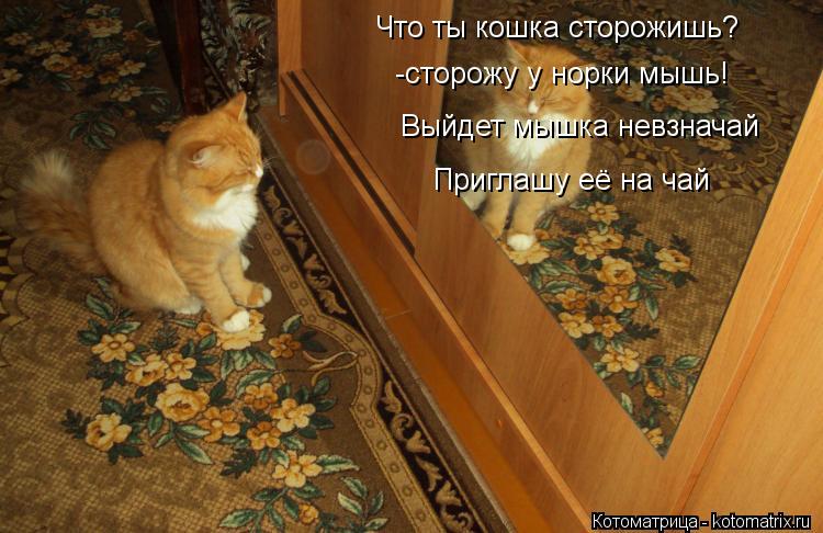 Что ты кошка сторожишь? -сторожу у норки мышь! Выйдет мышка невзначай Приглашу её на чай... Котоматрица: Что ты кошка сторожишь? -сторожу у норки мышь! Выйдет мышка невзначай Приглашу её на чай