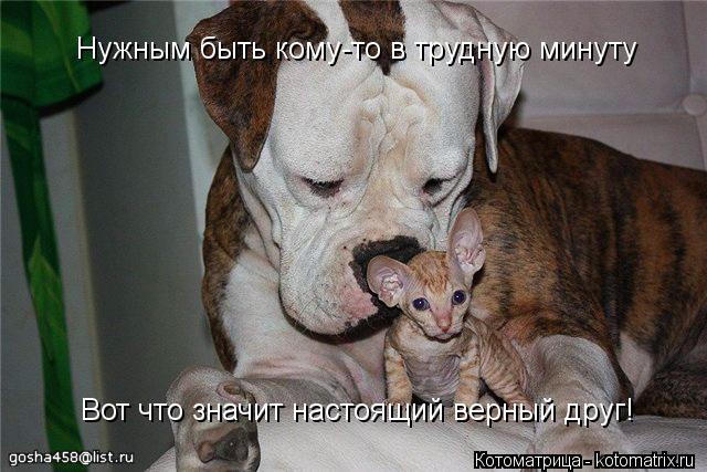 Нужным быть кому-то в трудную минуту Вот что значит настоящий верный друг!... Котоматрица: Нужным быть кому-то в трудную минуту Вот что значит настоящий верный друг!