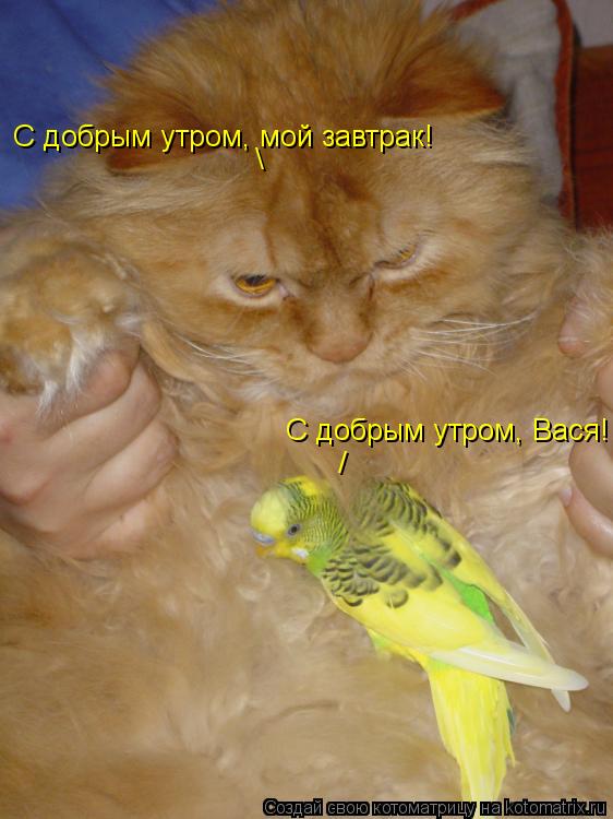 Котоматрица: / С добрым утром, Вася! \ С добрым утром, мой завтрак!
