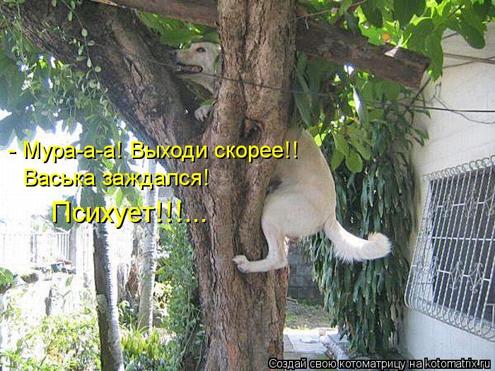 - Мура-а-а! Выходи скорее!! Васька заждался! Психует!!!...... Котоматрица: - Мура-а-а! Выходи скорее!! Васька заждался! Психует!!!...