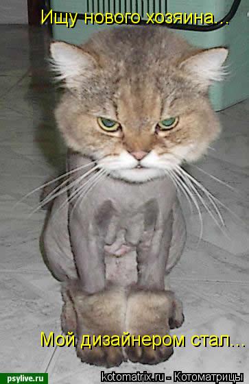 Котоматрица: Ищу нового хозяина... Мой дизайнером стал...