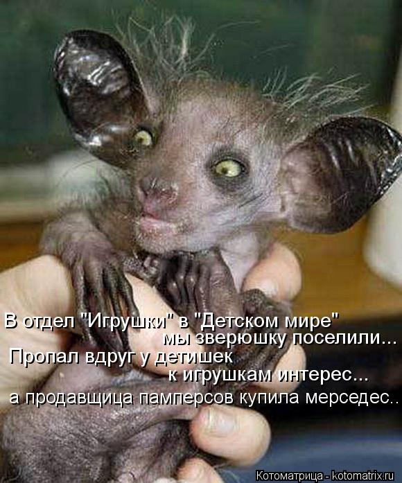 В отдел "Игрушки" в "Детском мире" мы зверюшку поселили... Пропал вдруг у детишек к игрушкам инт... Котоматрица: В отдел "Игрушки" в "Детском мире" мы зверюшку поселили... Пропал вдруг у детишек к игрушкам интерес... а продавщица памперсов купила мерсе
