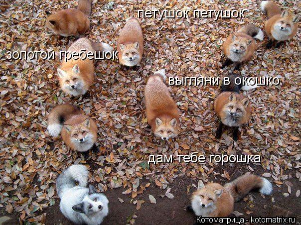 петушок петушок золотой гребешок выгляни в окошко дам тебе горошка... Котоматрица: петушок петушок золотой гребешок выгляни в окошко дам тебе горошка