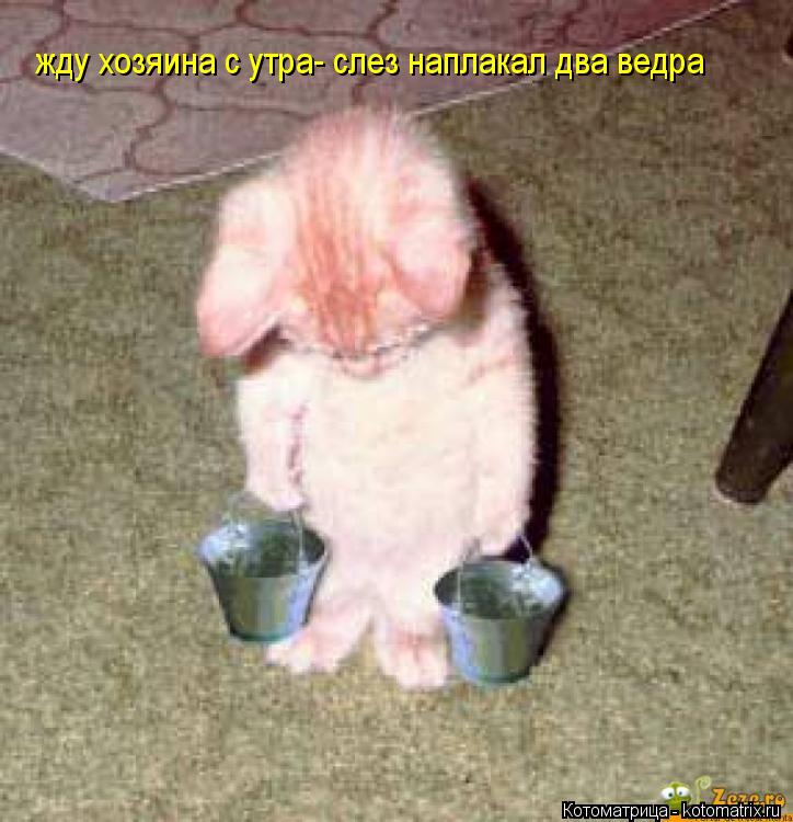 Котоматрица: жду хозяина с утра- слез наплакал два ведра