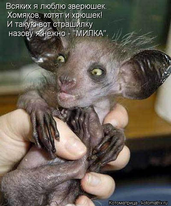 Всяких я люблю зверюшек. Хомяков, котят и хрюшек! И такую вот страшилку назову я нежно - "МИЛКА".... Котоматрица: Всяких я люблю зверюшек. Хомяков, котят и хрюшек! И такую вот страшилку назову я нежно - "МИЛКА".