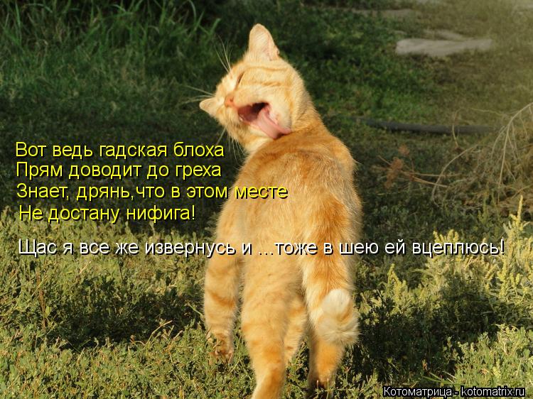 Котоматрица: Вот ведь гадская блоха Прям доводит до греха Знает, дрянь,что в этом месте Не достану нифига! Щас я все же извернусь и ...тоже в шею ей вцеплюс