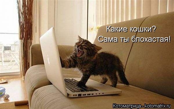 Котоматрица: Сама ты блохастая! Какие кошки?
