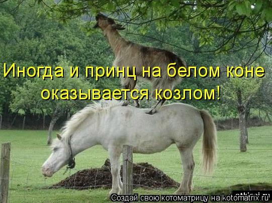 Котоматрица: Иногда и принц на белом коне оказывается козлом!