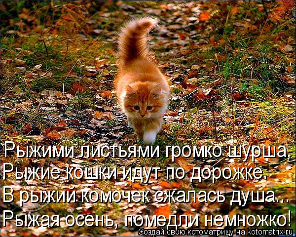 Рыжими листьями громко шурша, Рыжие кошки идут по дорожке. В рыжий комочек сжалась душа... Рыжая осен... Котоматрица: Рыжими листьями громко шурша, Рыжие кошки идут по дорожке. В рыжий комочек сжалась душа... Рыжая осень, помедли немножко!