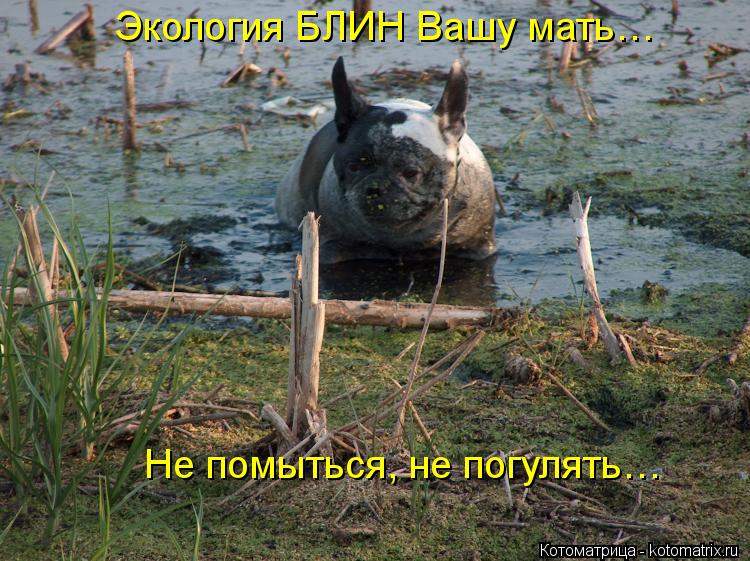 Экология БЛИН Вашу мать… Не помыться, не погулять…... Котоматрица: Экология БЛИН Вашу мать… Не помыться, не погулять…