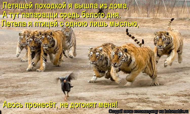 Летящей походкой я вышла из дома, А тут папарацци средь белого дня. Летела я птицей с одною лишь мысл... Котоматрица: Летящей походкой я вышла из дома, А тут папарацци средь белого дня. Летела я птицей с одною лишь мыслью, Авось пронесёт, не догонят меня!