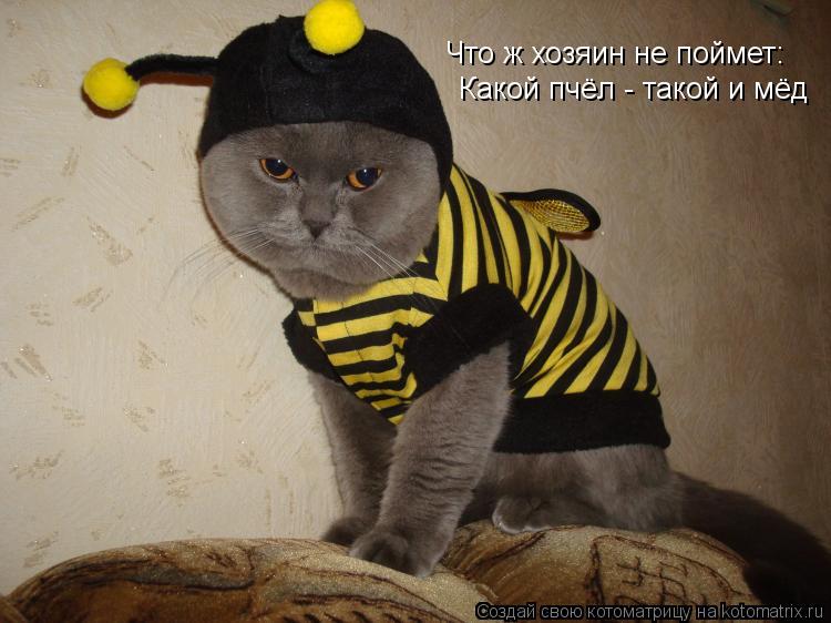 Котоматрица: Какой пчёл - такой и мёд Что ж хозяин не поймет: