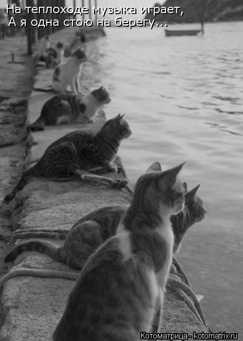 Котоматрица: На теплоходе музыка играет, А я одна стою на берегу...