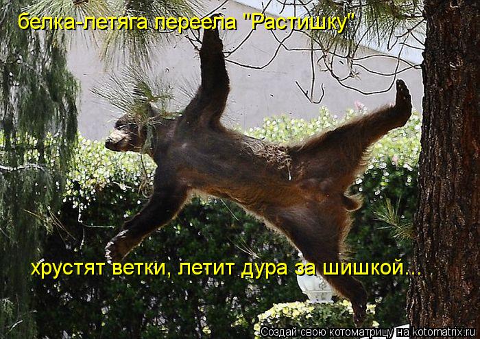 белка-летяга переела "Растишку" хрустят ветки, летит дура за шишкой...... Котоматрица: белка-летяга переела "Растишку" хрустят ветки, летит дура за шишкой...