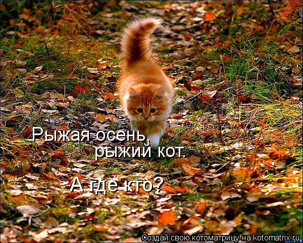 Котоматрица: Рыжая осень, рыжий кот. А где кто?