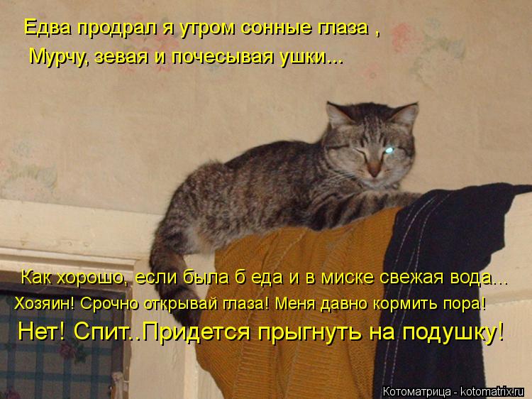 Котоматрица: Как хорошо, если была б еда и в миске свежая вода... Едва продрал я утром сонные глаза , Мурчу, зевая и почесывая ушки... Хозяин! Срочно открывай