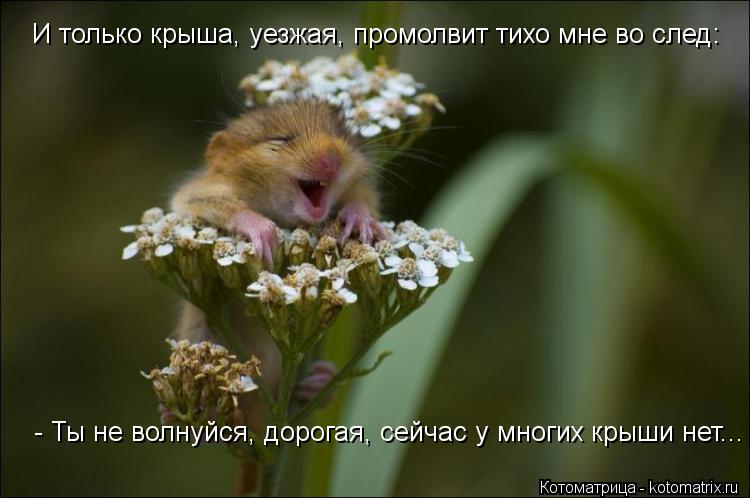 http://kotomatrix.ru/images/lolz/2012/10/15/kotomatritsa_r8.jpg