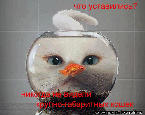 Котоматрица: что уставились? никогда не видели  крупно-габаритных кошек