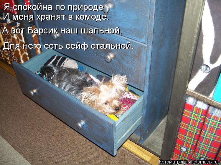 Я спокойна по природе , И меня хранят в комоде. А вот Барсик наш шальной, Для него есть сейф стальной... Котоматрица: Я спокойна по природе , И меня хранят в комоде. А вот Барсик наш шальной, Для него есть сейф стальной.