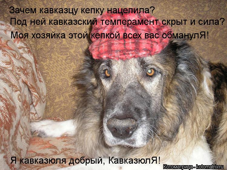 Под ней кавказский темперамент скрыт и сила? Зачем кавказцу кепку нацепила? Моя хозяйка этой кепкой в... Котоматрица: Под ней кавказский темперамент скрыт и сила? Зачем кавказцу кепку нацепила? Моя хозяйка этой кепкой всех вас обманулЯ! Я кавказюля добрый, К