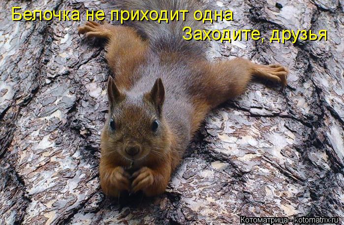 Котоматрица: Белочка не приходит одна Заходите, друзья