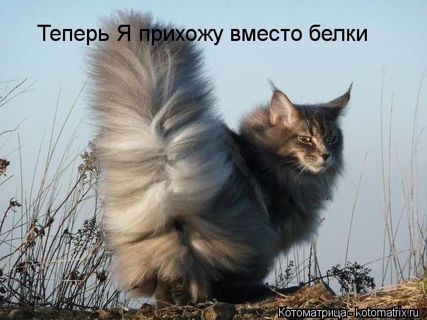 Теперь Я прихожу вместо белки... Котоматрица: Теперь Я прихожу вместо белки