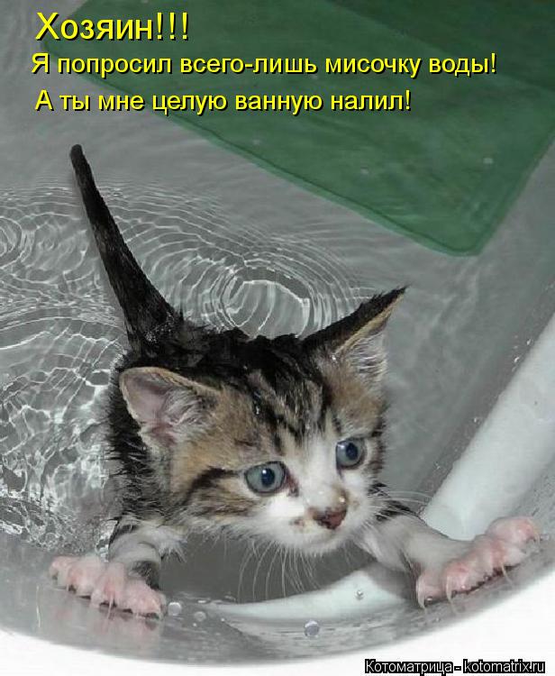 Хозяин!!! Я попросил всего-лишь мисочку воды! А ты мне целую ванную налил!... Котоматрица: Хозяин!!! Я попросил всего-лишь мисочку воды! А ты мне целую ванную налил!