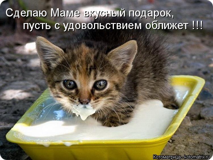 Котоматрица: Сделаю Маме вкусный подарок, пусть с удовольствием оближет !!!
