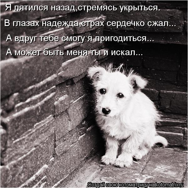 Котоматрица: Я пятился назад,стремясь укрыться. В глазах надежда,страх сердечко сжал... А вдруг тебе смогу я пригодиться... А может быть меня ты и искал...