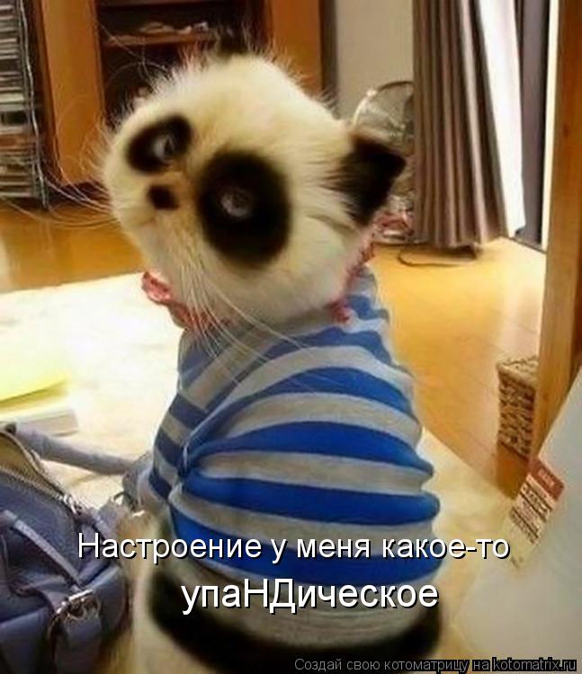 Котоматрица: Настроение у меня какое-то упаНДическое