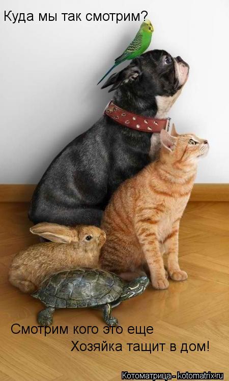 Куда мы так смотрим? Смотрим кого это еще Хозяйка тащит в дом!... Котоматрица: Куда мы так смотрим? Смотрим кого это еще Хозяйка тащит в дом!