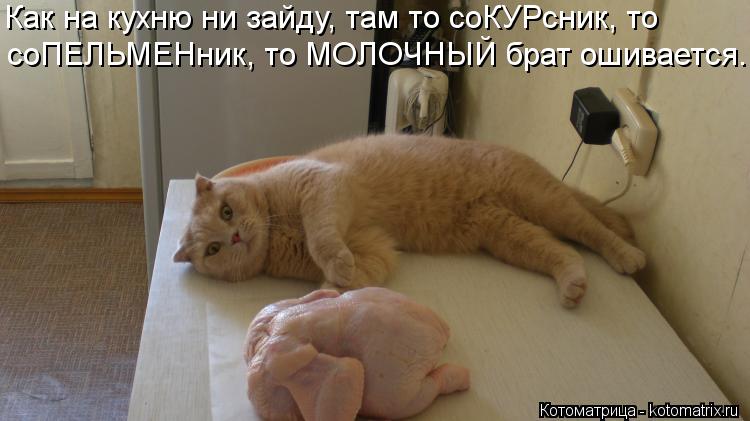 Как на кухню ни зайду, там то соКУРсник, то соПЕЛЬМЕНник, то МОЛОЧНЫЙ брат ошивается.... Котоматрица: Как на кухню ни зайду, там то соКУРсник, то соПЕЛЬМЕНник, то МОЛОЧНЫЙ брат ошивается.