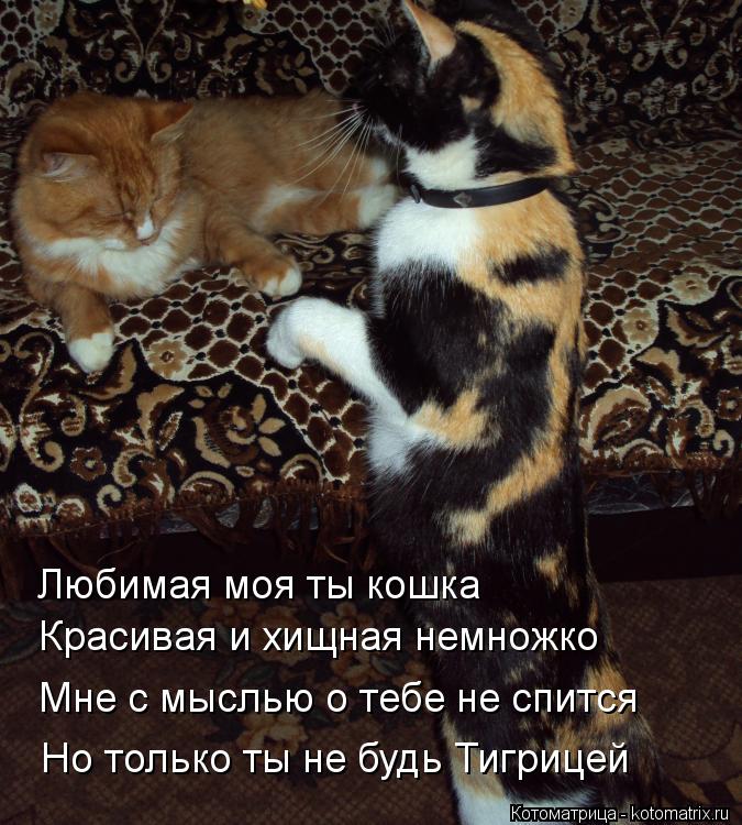 Стих мой котенок ты любимый мой Стих мой котенок ты любимый мой