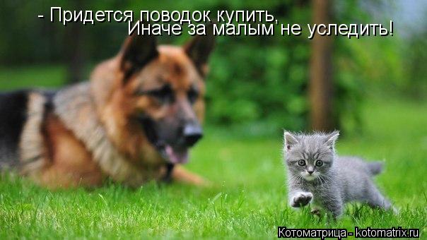 - Придется поводок купить, Иначе за малым не уследить!... Котоматрица: - Придется поводок купить, Иначе за малым не уследить!