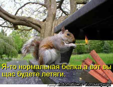 Котоматрица: Я-то нормальная белка,а вот вы щас будете летяги.