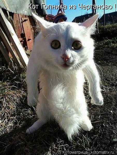 Кот Гопника из Чертаново !... Котоматрица: Кот Гопника из Чертаново !