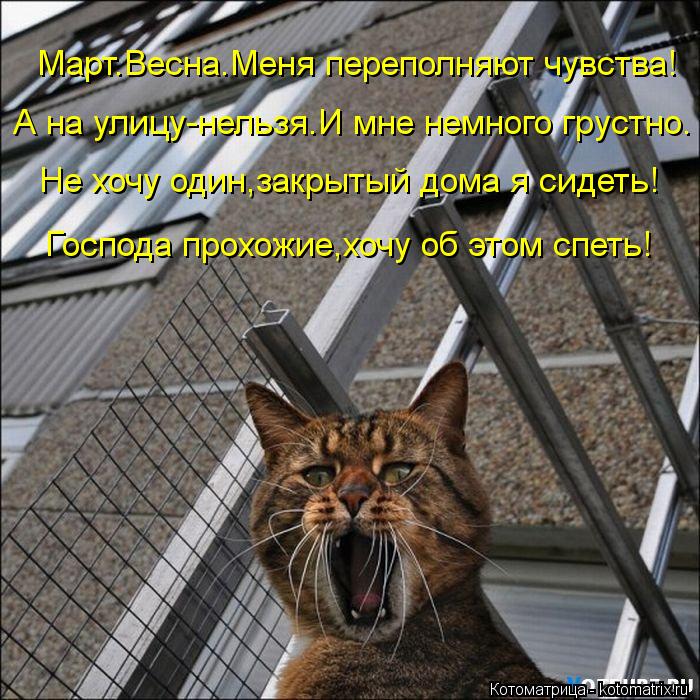 Котоматрица: Март.Весна.Меня переполняют чувства! А на улицу-нельзя.И мне немного грустно. Не хочу один,закрытый дома я сидеть! Господа прохожие,хочу об э