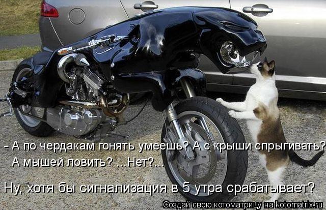 Котоматрица: - А по чердакам гонять умеешь? А с крыши спрыгивать?  А мышей ловить? ...Нет?... Ну, хотя бы сигнализация в 5 утра срабатывает?