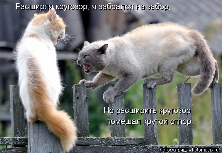 Расширяя кругозор, я забрался на забор, Но расширить кругозор помешал крутой отпор.... Котоматрица: Расширяя кругозор, я забрался на забор, Но расширить кругозор помешал крутой отпор.