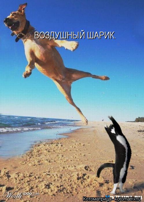 ВОЗДУШНЫЙ ШАРИК.... Котоматрица: ВОЗДУШНЫЙ ШАРИК.