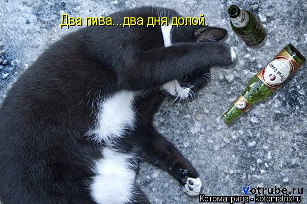 Два пива...два дня долой.... Котоматрица: Два пива...два дня долой.