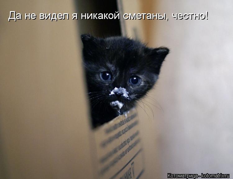 Да не видел я никакой сметаны, честно!... Котоматрица: Да не видел я никакой сметаны, честно!
