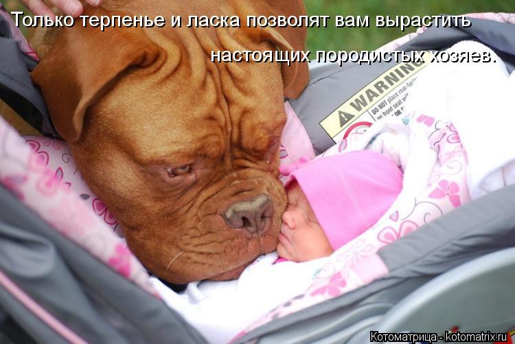 Только терпенье и ласка позволят вам вырастить настоящих породистых хозяев.... Котоматрица: Только терпенье и ласка позволят вам вырастить настоящих породистых хозяев.