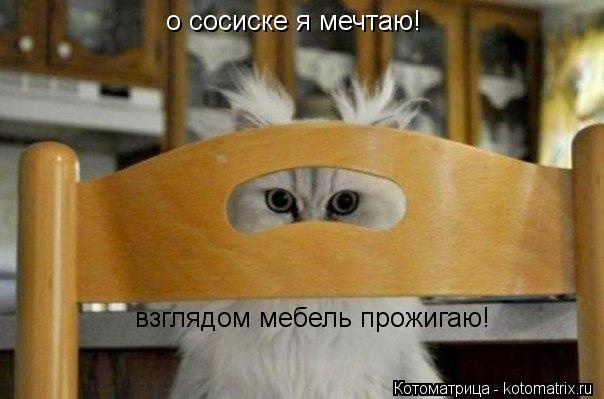 о сосиске я мечтаю! взглядом мебель прожигаю!... Котоматрица: о сосиске я мечтаю! взглядом мебель прожигаю!