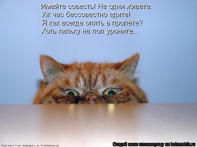 Котоматрица: Имейте совесть! Не одни живёте. Уж час бессовестно едите! Хоть кильку на пол уроните... Я как всегда опять в пролёте?