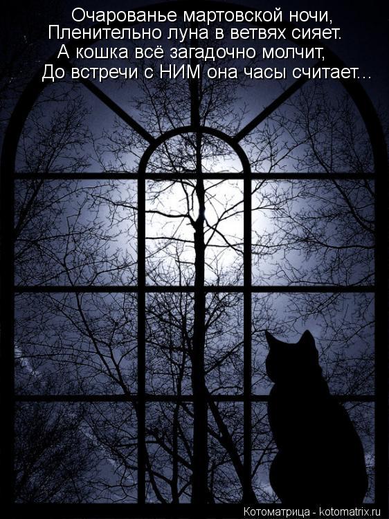 До встречи с НИМ она часы считает... Очарованье мартовской ночи, Пленительно луна в ветвях сияет. А к... Котоматрица: До встречи с НИМ она часы считает... Очарованье мартовской ночи, Пленительно луна в ветвях сияет. А кошка всё загадочно молчит,