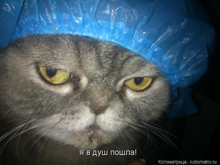 я в душ пошла!... Котоматрица: я в душ пошла!