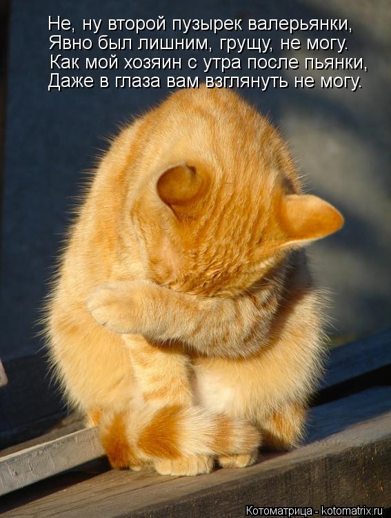 Котоматрица: Не, ну второй пузырек валерьянки, Явно был лишним, грущу, не могу. Даже в глаза вам взглянуть не могу. Как мой хозяин с утра после пьянки,